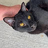 black_cat, cat, pet, animal, yellow_eyes, concrete_floor, human_hand, relaxing, close_up, whiskers, ears, fur, domestic_cat, outdoor, resting, cute, feline, portrait, calm, companionship