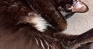 Zeus is registered to the contest to win money with this photo: animal, black_cat, cat, closeup, companion, couch, cozy, cute, domestic_animal, fur, furniture, hand, indoor, paw, pet, relaxation, resting, sleeping, texture, touch