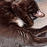 Zeus is registered to the contest to win money with this photo: black_cat, cat, pet, hand, couch, furniture, relaxation, fur, animal, sleeping, cozy, indoor, paw, texture, closeup, cute, domestic_animal, resting, companion, touch