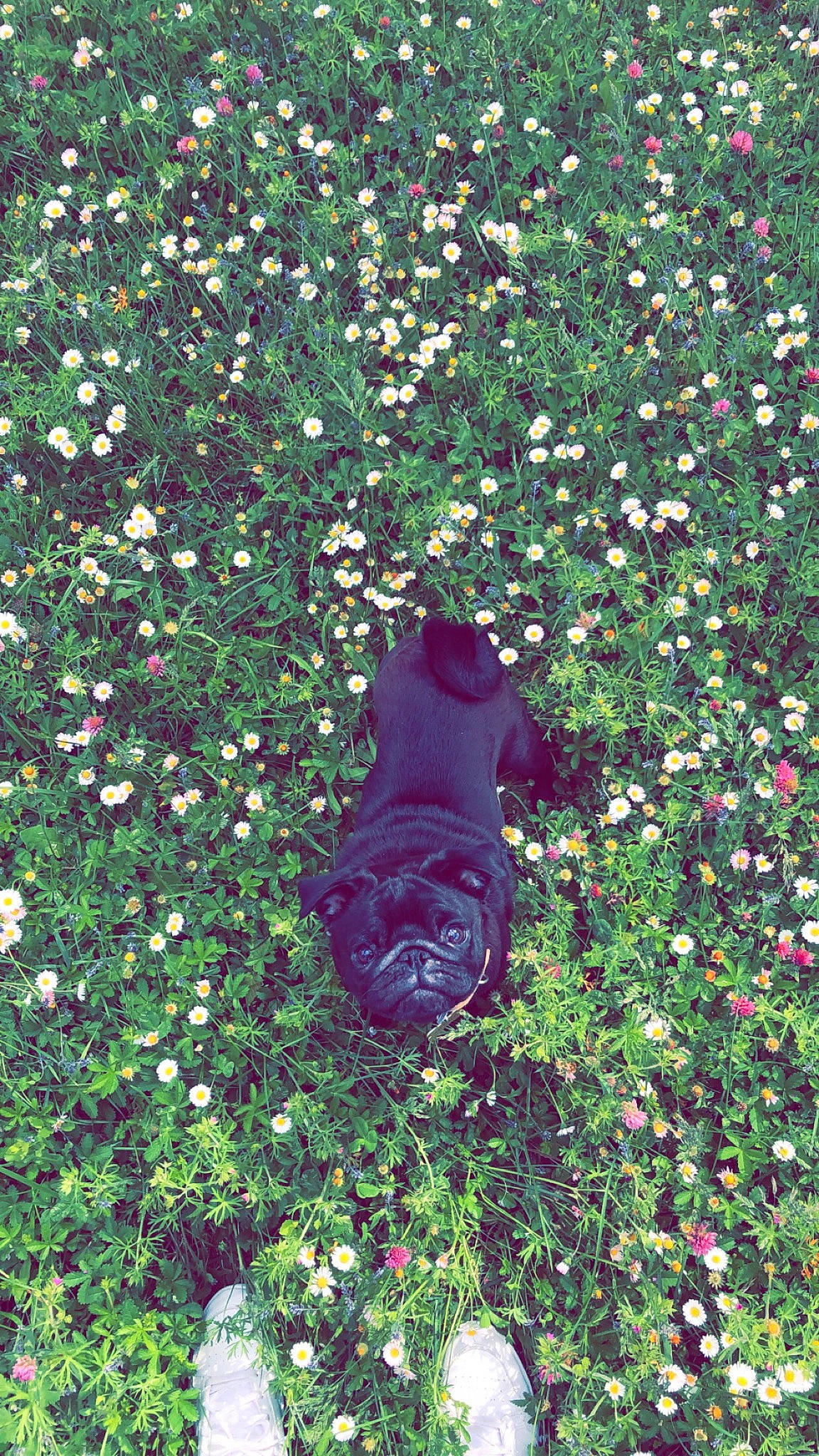 Olympe a rejoint le concours — aidez-le/la à gagner de superbes lots ! flower, grass, green, groundcover, lawn, leaf, plant, shrub, spring, tree