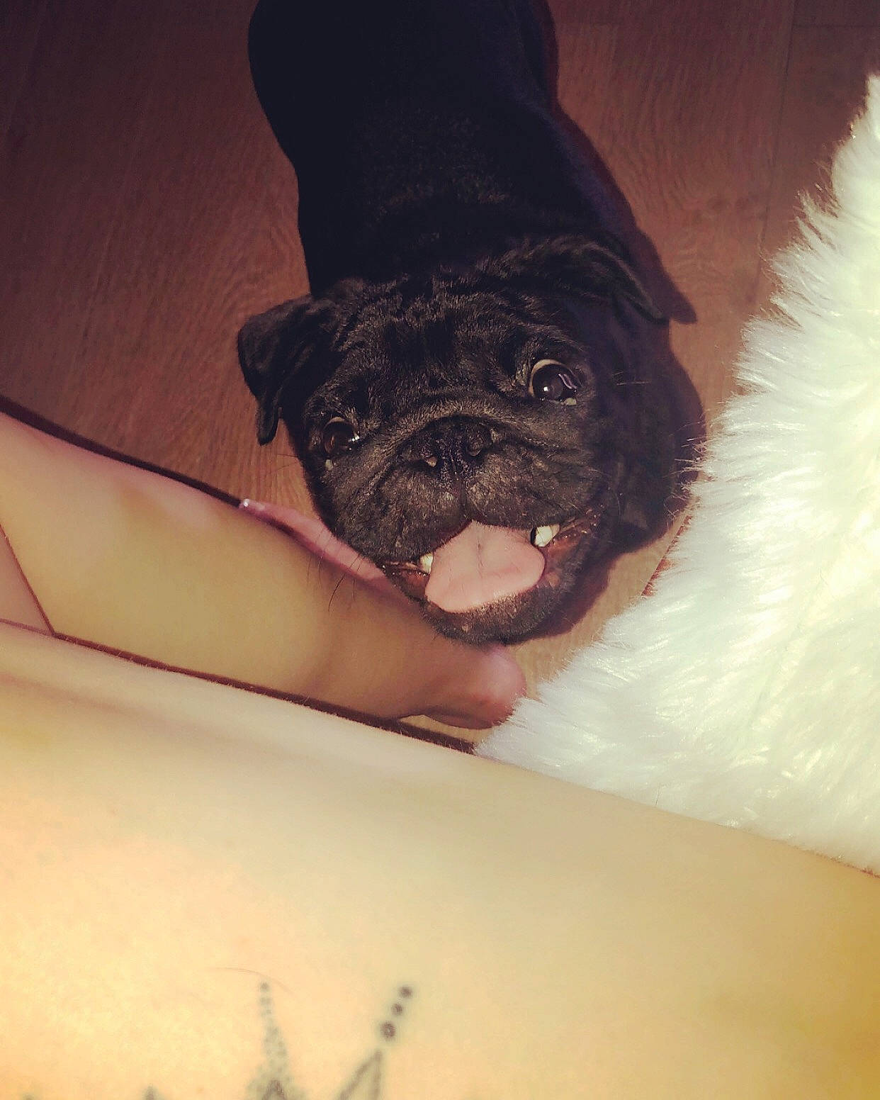 Olympe a rejoint le concours — aidez-le/la à gagner de superbes lots ! canidae, carnivore, companion_dog, dog, dog_breed, ear, eye, fawn, non_sporting_group, pug, puggle, puppy, puppy_love, skin, snout, sporting_group, toy_dog