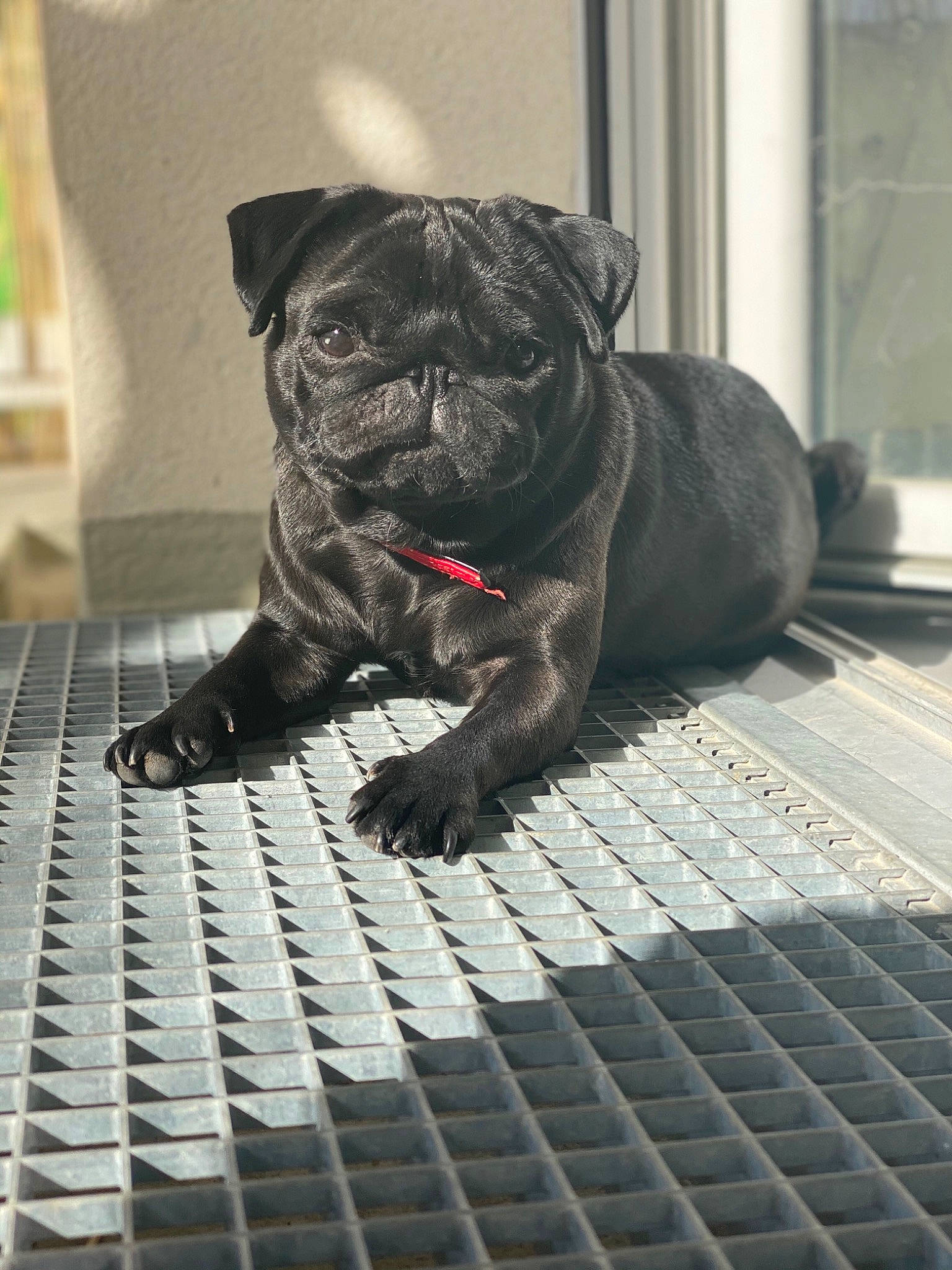 Olympe a rejoint le concours — aidez-le/la à gagner de superbes lots ! canidae, carnivore, companion_dog, dog, dog_breed, fawn, mammal, molosser, non_sporting_group, pug, puppy, snout, sporting_group, staffordshire_bull_terrier, toy_dog, vertebrate