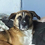 Max a rejoint le concours — aidez-le/la à gagner de superbes lots ! animal, blanket, brown_fur, canine, companion, couch, cute, dog, domestic, ears, furniture, indoor, paw, pet, portrait, relaxed, resting, snout, wall, white_fur
