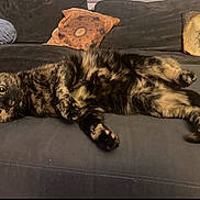 Maya is registered to the contest to win money with this photo: cat, tortoiseshell, pet, couch, sofa, pillow, indoor, animal, feline, relaxed, laying, fur, whiskers, eyes, home, cozy, decor, pattern, living_room, comfort