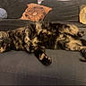 cat, tortoiseshell, pet, couch, sofa, pillow, indoor, animal, feline, relaxed, laying, fur, whiskers, eyes, home, cozy, decor, pattern, living_room, comfort