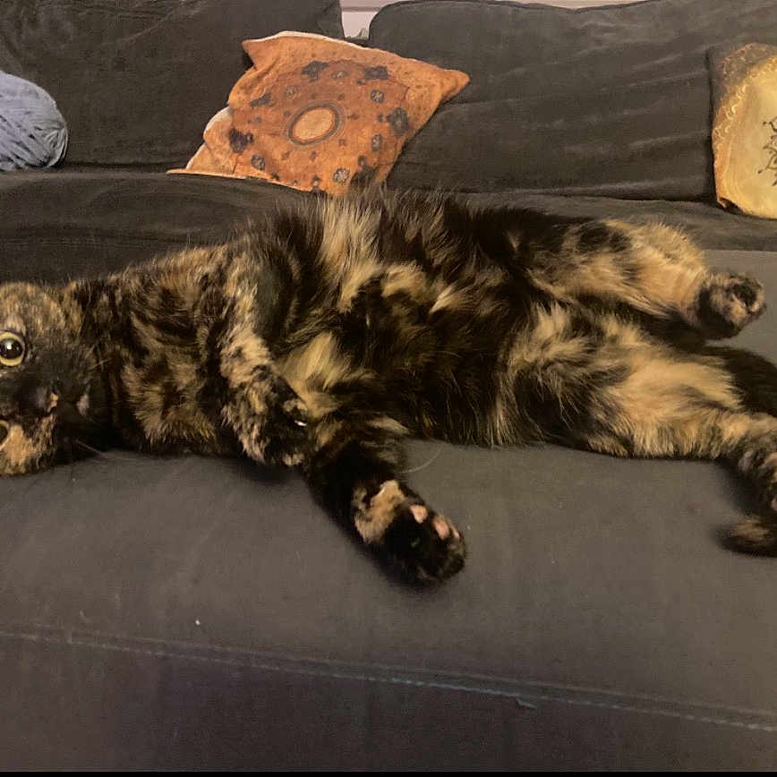 Maya