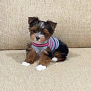 Winnie is registered to the contest to win money with this photo: puppy, dog, small_dog, striped_shirt, pet_clothing, beige_couch, indoor, cute, fluffy, sitting, young_dog, animal, furry, domestic_animal, companion_animal, canine, adorable, pet, home, couch