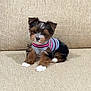 puppy, dog, small_dog, striped_shirt, pet_clothing, beige_couch, indoor, cute, fluffy, sitting, young_dog, animal, furry, domestic_animal, companion_animal, canine, adorable, pet, home, couch