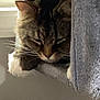 animal, cat, cat_tree, closeup, comfortable, cozy, feline, fur, gray, home, indoor, paws, pet, relaxed, resting, sleepy, sunlight, tabby, whiskers, window