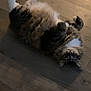 animal, cat, curious, cute, domestic_cat, feline, fluffy, fur, indoor, lying_down, mammal, paws, pet, playful, relaxed, soft_light, tabby, upside_down, whiskers, wooden_floor