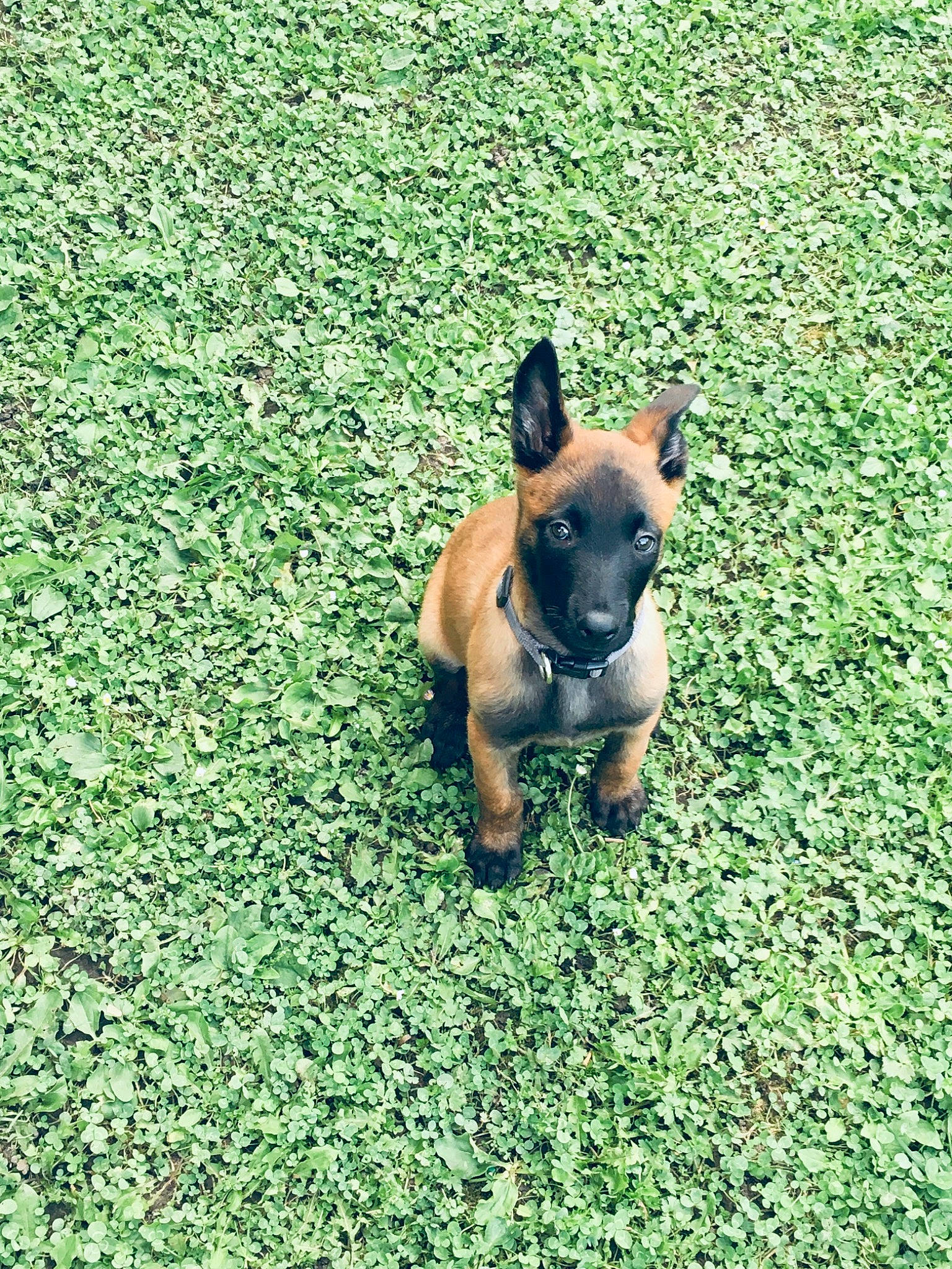 Spart a rejoint le concours — aidez-le/la à gagner de superbes lots ! boston_terrier, bulldog, carnivore, companion_dog, dog, dog_breed, ear, fawn, grass, grass_family, grassland, groundcover, lawn, mammal, plant, snout, sporting_group, tail, toy_dog, working_animal