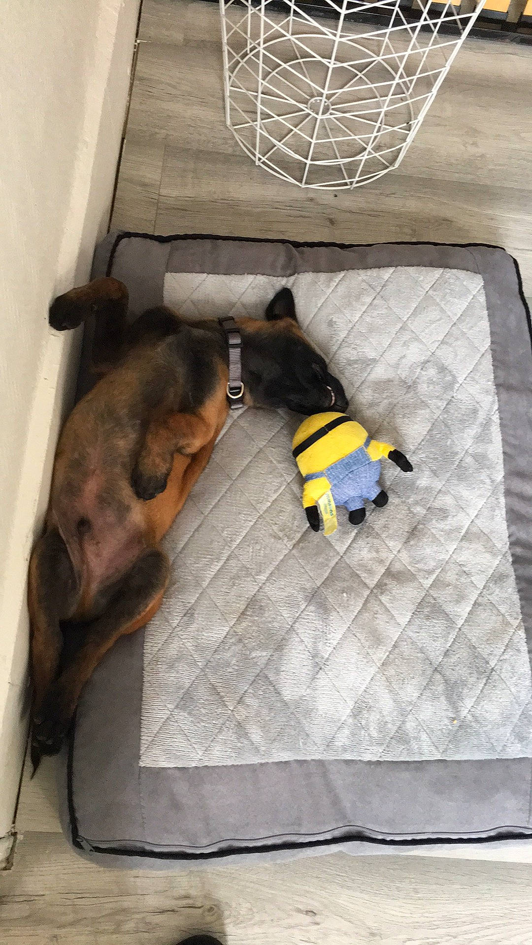 Spart a rejoint le concours — aidez-le/la à gagner de superbes lots ! basketball_hoop, canidae, carnivore, comfort, companion_dog, dog, dog_breed, dog_supply, fawn, felidae, flooring, leash, linens, liver, pet_supply, snout, sporting_group, tail, toy_dog, working_animal