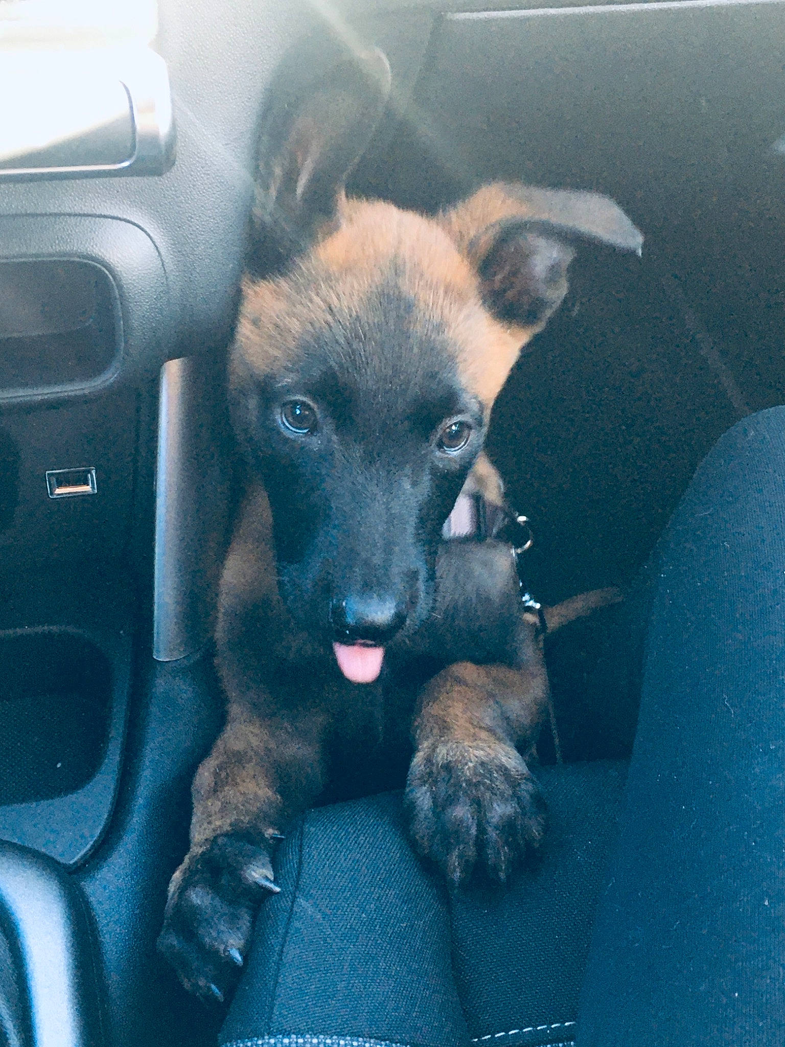 Spart participe au concours pour gagner de l'argent avec cette photo : auto_part, automotive_exterior, automotive_mirror, canidae, carnivore, companion_dog, dog, dog_breed, family_car, fawn, fixture, personal_luxury_car, snout, sporting_group, toy_dog, vehicle_door, whiskers, window, windshield, working_animal