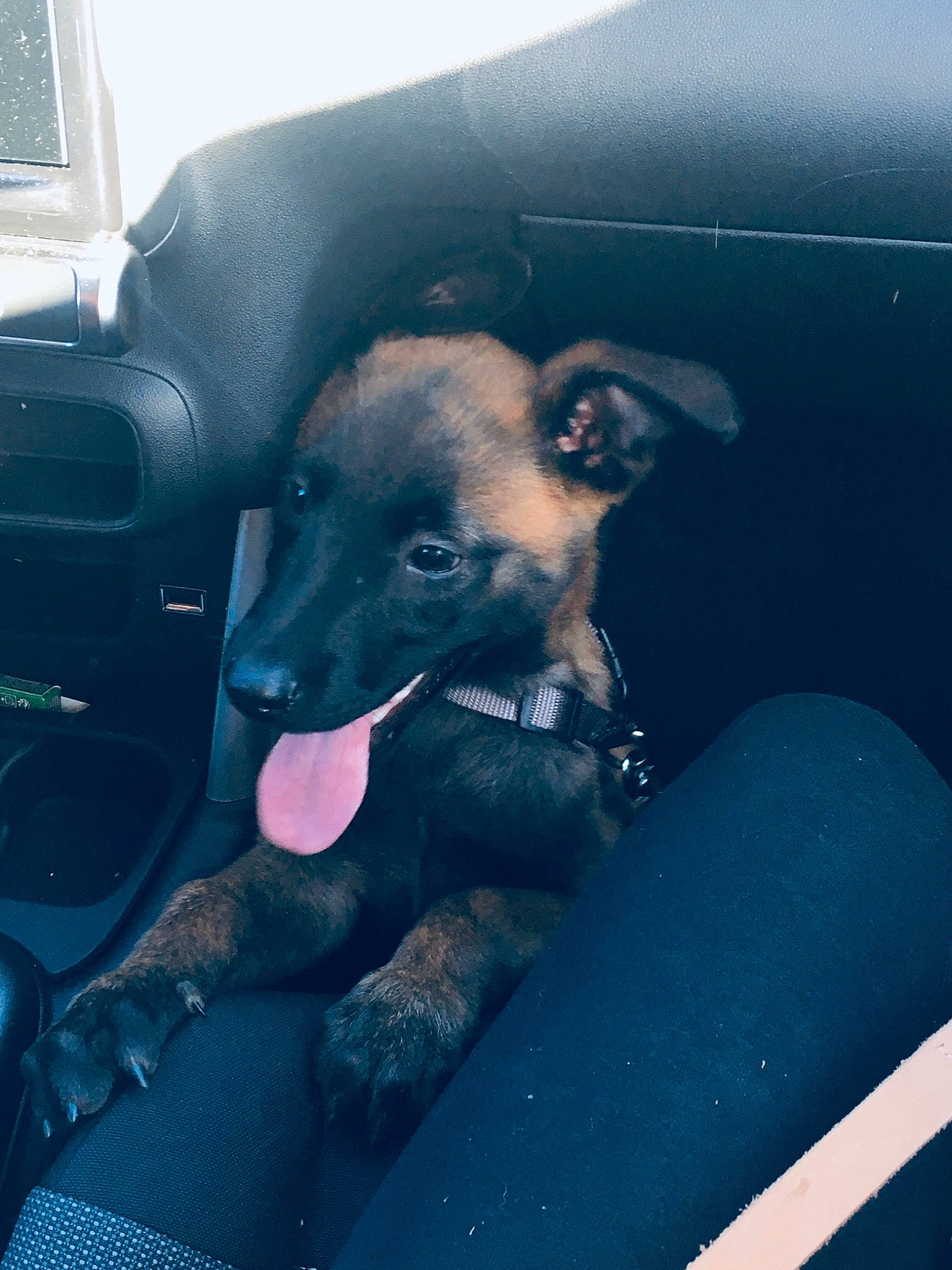 Spart participe au concours pour gagner de l'argent avec cette photo : auto_part, automotive_exterior, canidae, car_seat, carnivore, comfort, companion_dog, dog, dog_breed, fawn, guard_dog, human_leg, paw, toy_dog, vehicle, vehicle_door, window, windshield, working_animal, working_dog