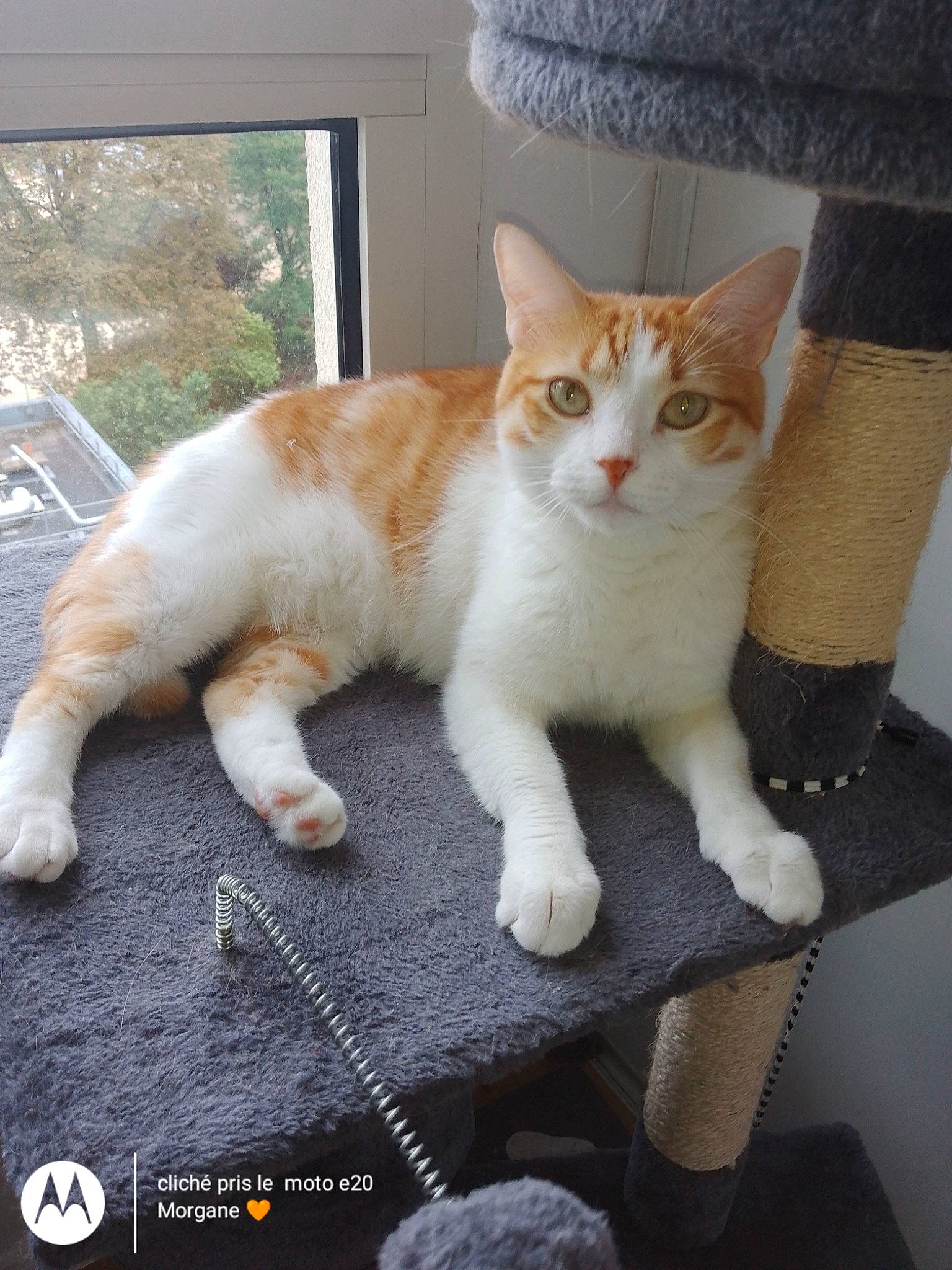 Cookie a rejoint le concours — aidez-le/la à gagner de superbes lots ! carnivore, cat, claw, comfort, domestic_short_haired_cat, fawn, felidae, foot, fur, paw, plant, sitting, small_to_medium_sized_cats, tail, whiskers, window, wood