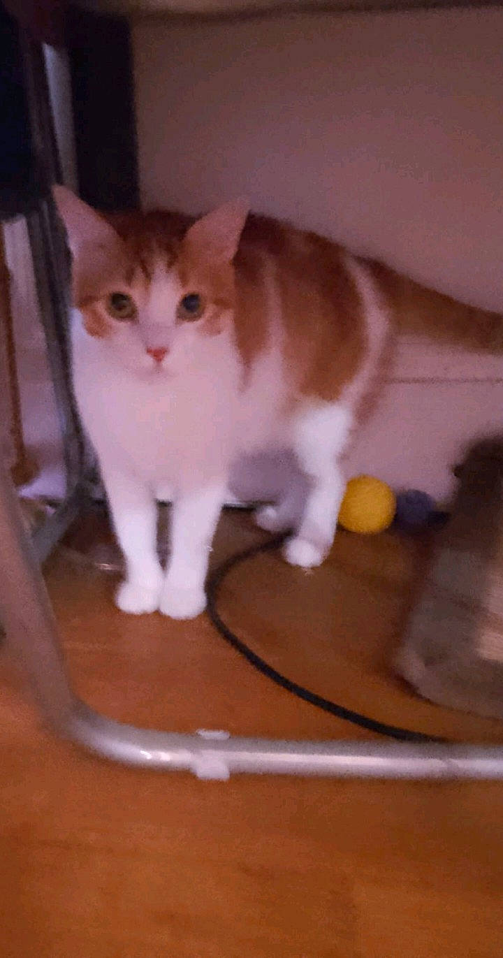 Cookie participe au concours pour gagner de l'argent avec cette photo : carnivore, cat, domestic_short_haired_cat, eye, fawn, felidae, floor, flooring, foot, fur, hardwood, head, iris, paw, pet_supply, small_to_medium_sized_cats, snout, tail, whiskers, wood