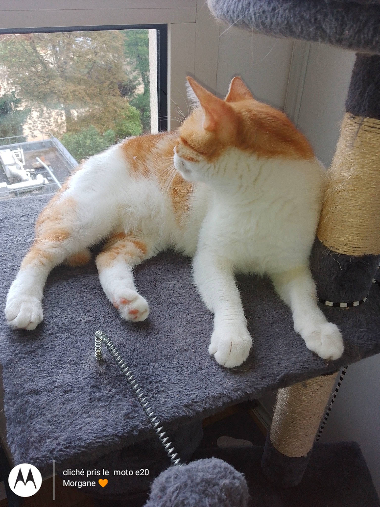 Cookie participe au concours pour gagner de l'argent avec cette photo : art, carnivore, cat, claw, comfort, domestic_short_haired_cat, fawn, felidae, foot, fur, human_leg, paw, plant, small_to_medium_sized_cats, snout, tail, whiskers, window, wood, wool