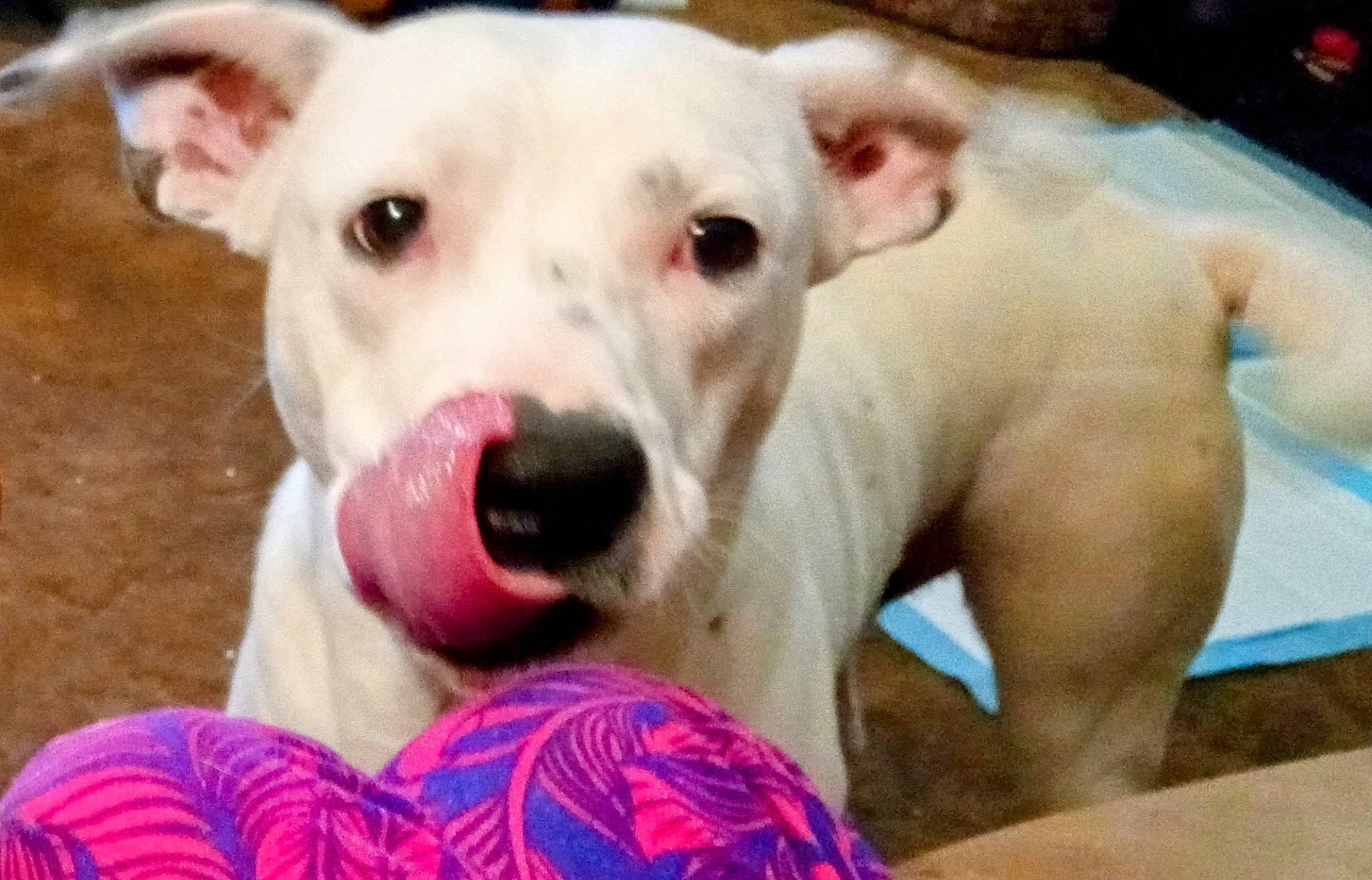 Ace joined the competition — help win amazing prizes! canidae, carnivore, collar, companion_dog, dog, dog_breed, dog_collar, dog_supply, dogo_argentino, ear, fang, fawn, non_sporting_group, pet_supply, photography, snout, sporting_group, terrestrial_animal, whiskers, working_animal