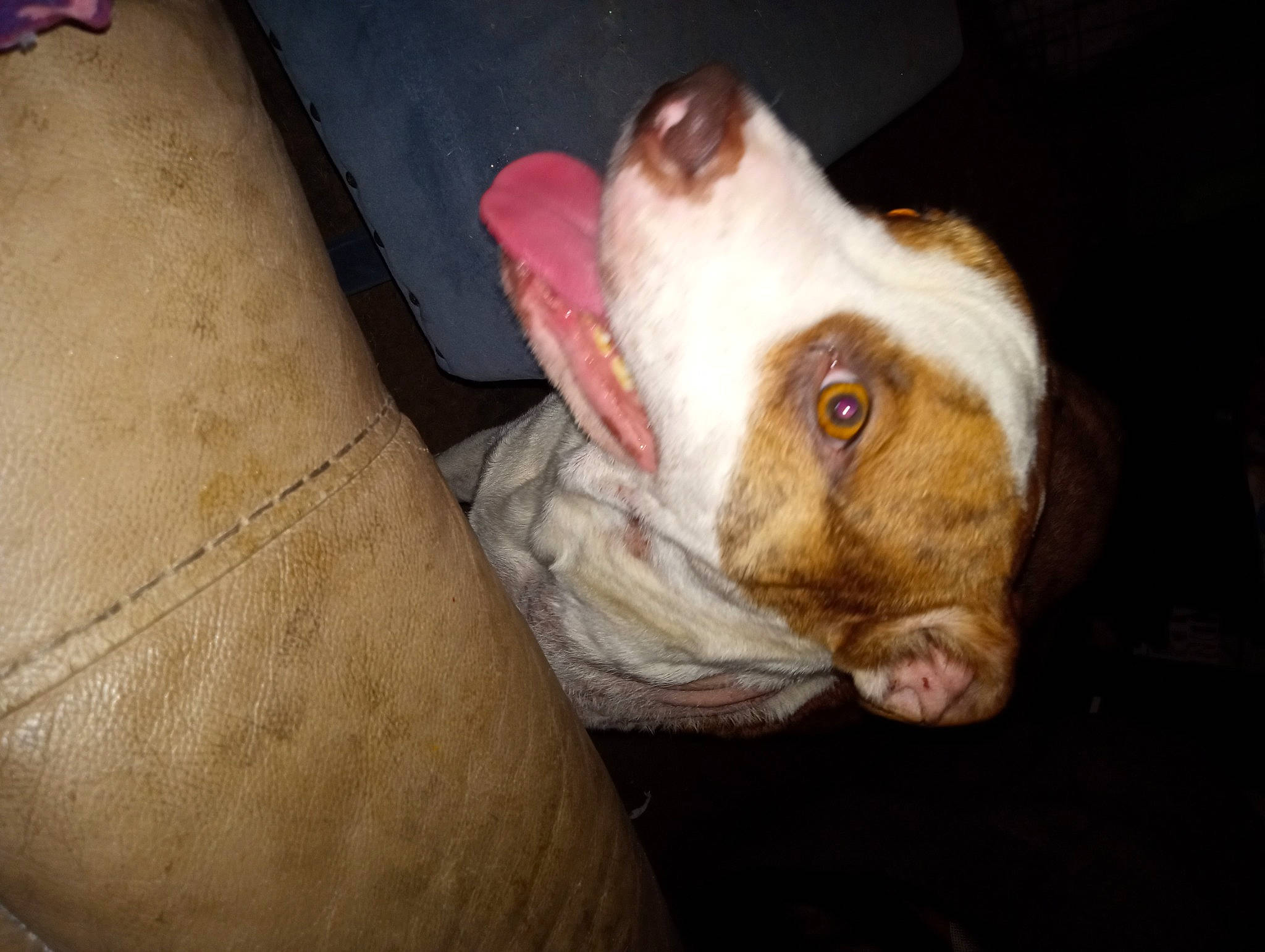 Dasie joined the competition — help win amazing prizes! canidae, carnivore, comfort, companion_dog, dog_breed, domestic_short_haired_cat, ear, fawn, felidae, fur, paw, rabbit, small_to_medium_sized_cats, snout, sporting_group, stuffed_toy, tail, whiskers, wood