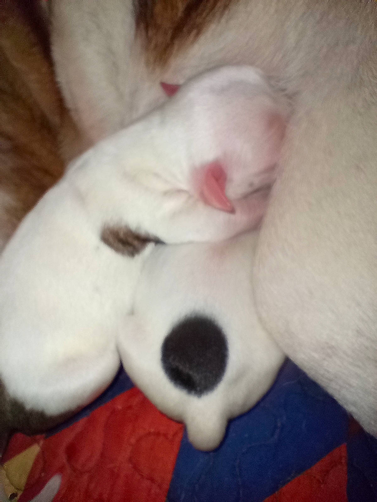 Dasie joined the competition — help win amazing prizes! canidae, carnivore, comfort, companion_dog, dog, dog_breed, ear, fawn, felidae, fur, nap, no_expression, paw, small_to_medium_sized_cats, snout, sporting_group, tail, terrestrial_animal, whiskers, working_animal