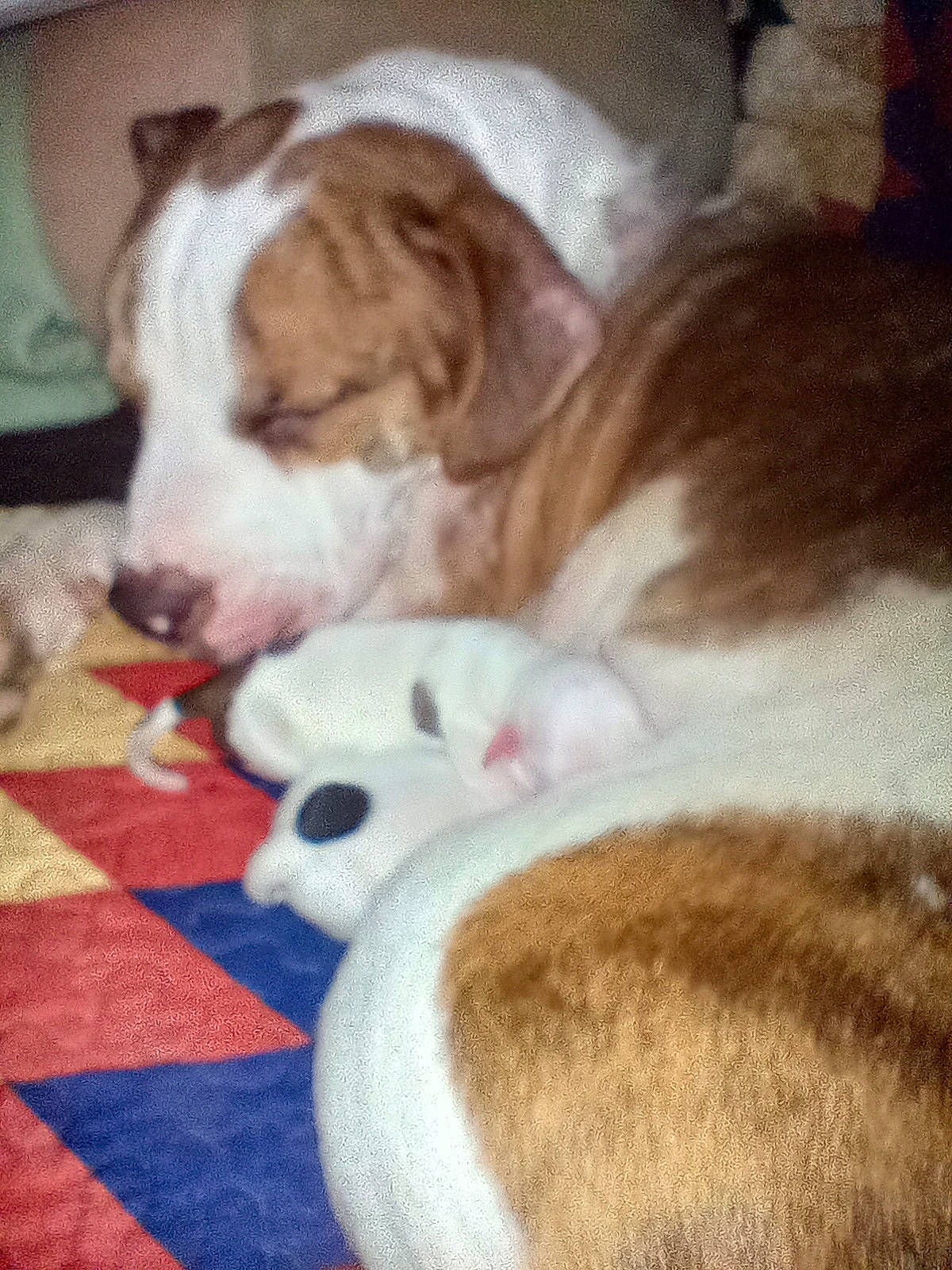 Dasie is registered to the contest to win money with this photo: canidae, carnivore, carpet, comfort, companion_dog, dog, dog_breed, fawn, felidae, flooring, fur, hardwood, linens, paw, small_to_medium_sized_cats, snout, sporting_group, tail, whiskers, wood