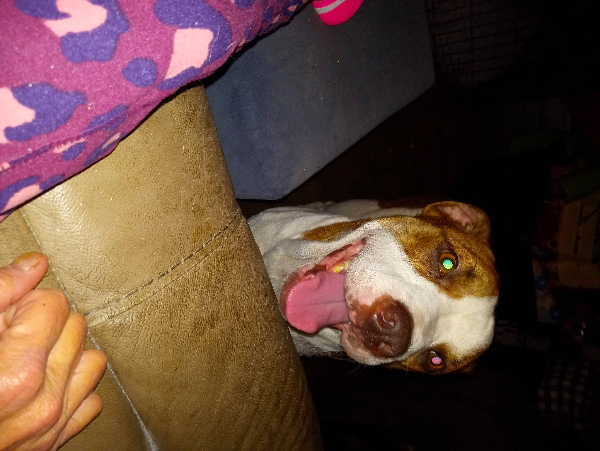 Dasie joined the competition — help win amazing prizes! canidae, carmine, carnivore, companion_dog, dog, dog_breed, dog_supply, fashion_accessory, fawn, flesh, gesture, human_leg, linens, nail, pattern, sporting_group, thumb, whiskers, working_animal, wrist