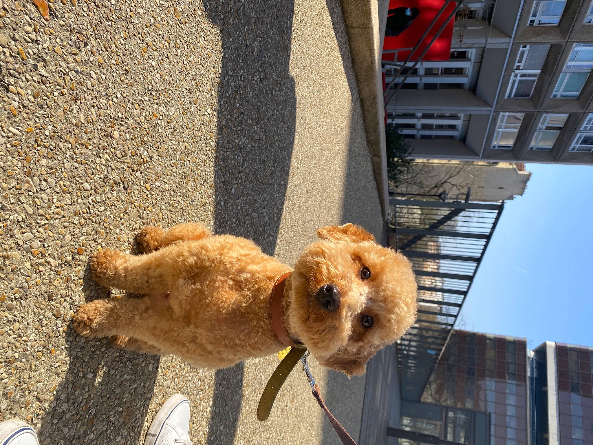 Peanut participe au concours pour gagner de l'argent avec cette photo : building, carnivore, companion_dog, dog, dog_breed, facade, fawn, fur, mammal, poodle, road_surface, shadow, sky, sporting_group, stuffed_toy, tail, terrier, toy, vertebrate, window