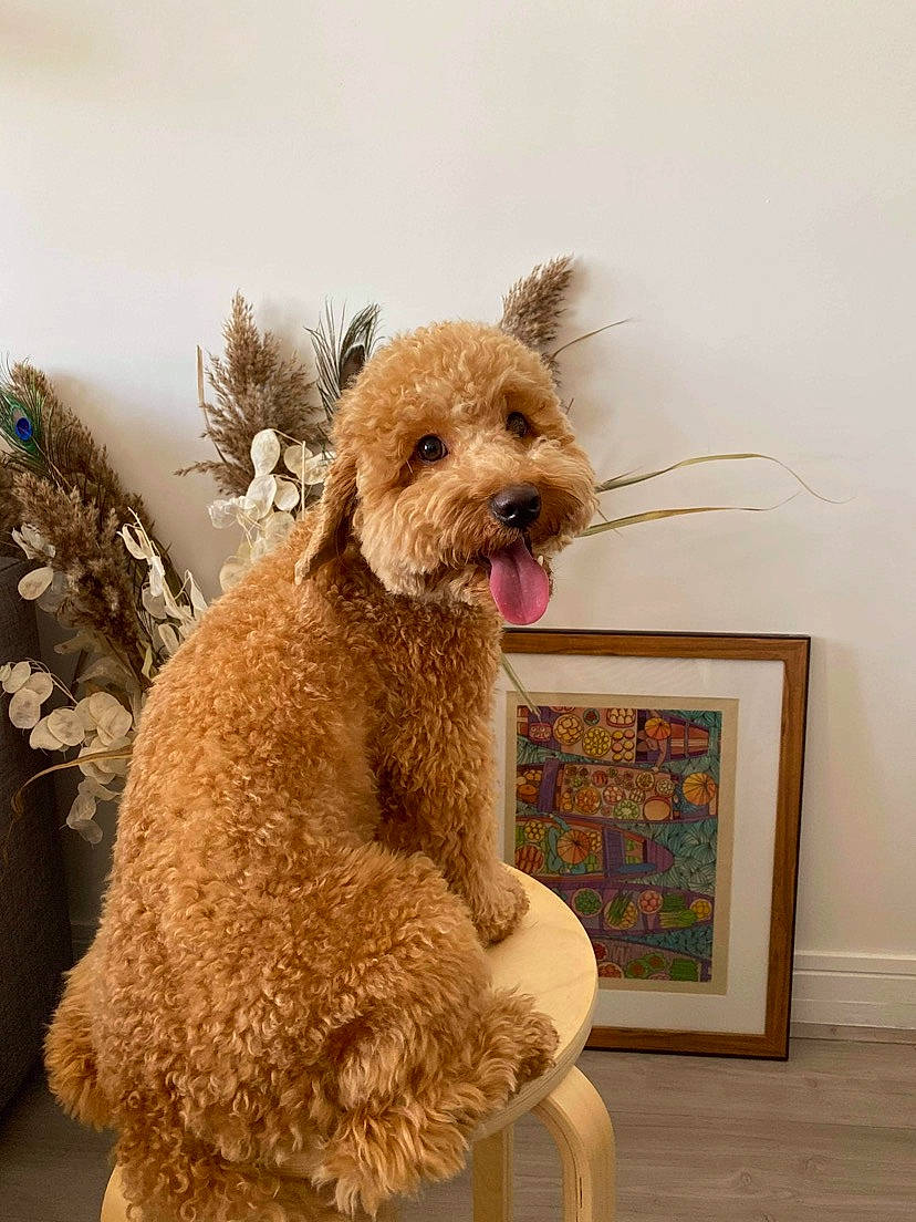 Peanut a rejoint le concours — aidez-le/la à gagner de superbes lots ! canidae, carnivore, companion_dog, dog, dog_breed, fawn, flooring, fur, glasses, pet_supply, picture_frame, poodle, shelf, sporting_group, teddy_bear, terrier, toy, toy_dog, water_dog, working_animal