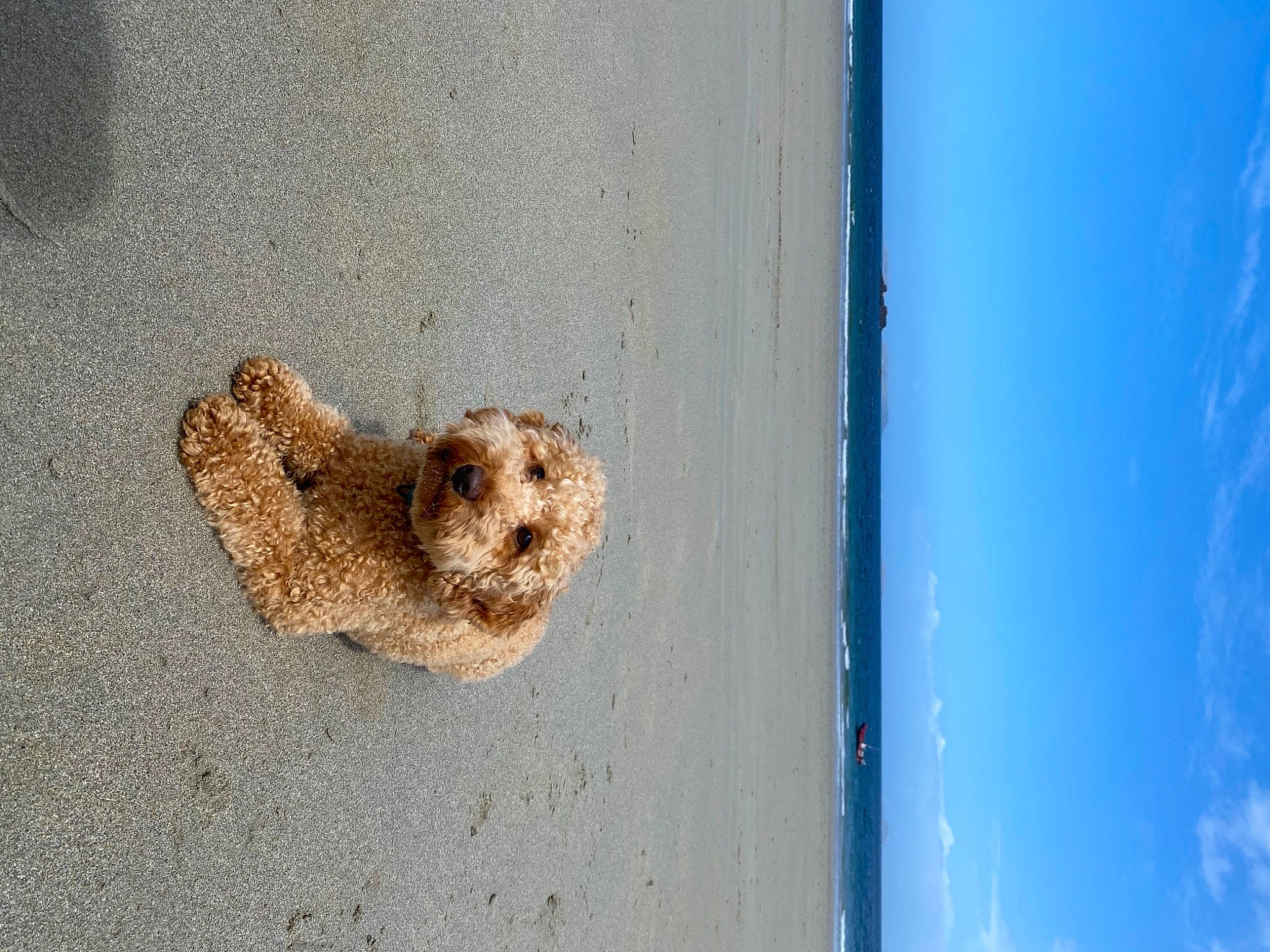 Peanut participe au concours pour gagner de l'argent avec cette photo : carnivore, circle, concrete, dog, dog_breed, electric_blue, road_surface, sky, soil, sporting_group, wall, water, wood