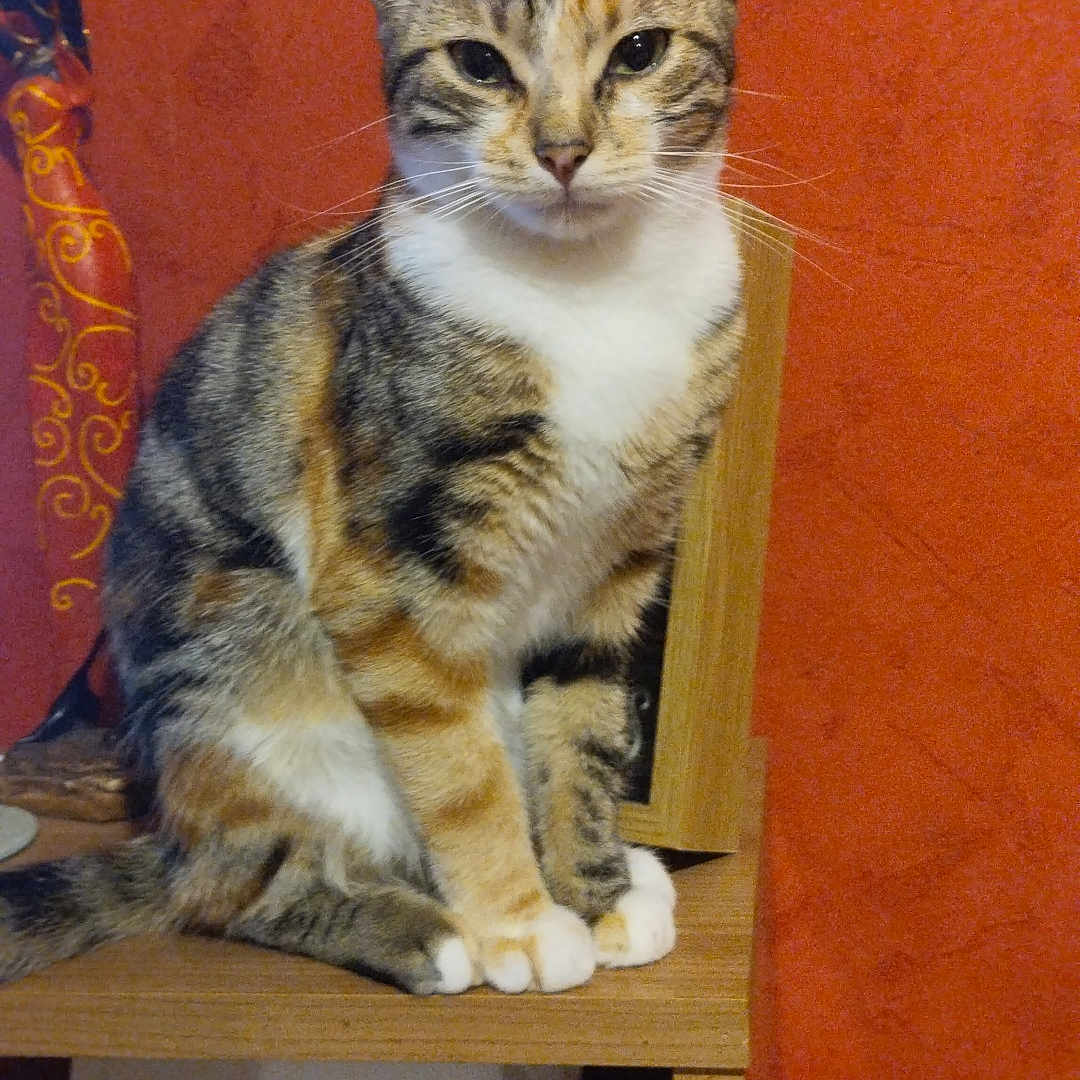 Vanille participe au concours pour gagner de l'argent avec cette photo : abyssinian, animal, architecture, building, cat, chair, closet, couch, cupboard, desk, drawer, furniture, hardwood, kitten, manx, pet, plywood, shelf, table, wood