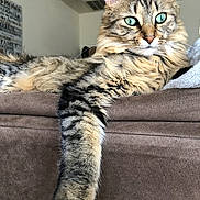 Audi joined the competition — help win amazing prizes! animal, cat, close_up, couch, domestic, ears, feline, fur, furniture, green_eyes, home, indoor, living_room, paw, pet, portrait, relaxed, resting, tabby, whiskers