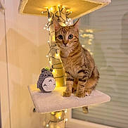 Fudgi a rejoint le concours — aidez-le/la à gagner de superbes lots ! cat, tabby_cat, cat_tree, fairy_lights, indoor, toy, knitted_toy, totoro, pet, feline, warm_lighting, window, curious, sitting, cozy, decor, houseplant_shadow, furniture, animal, cute