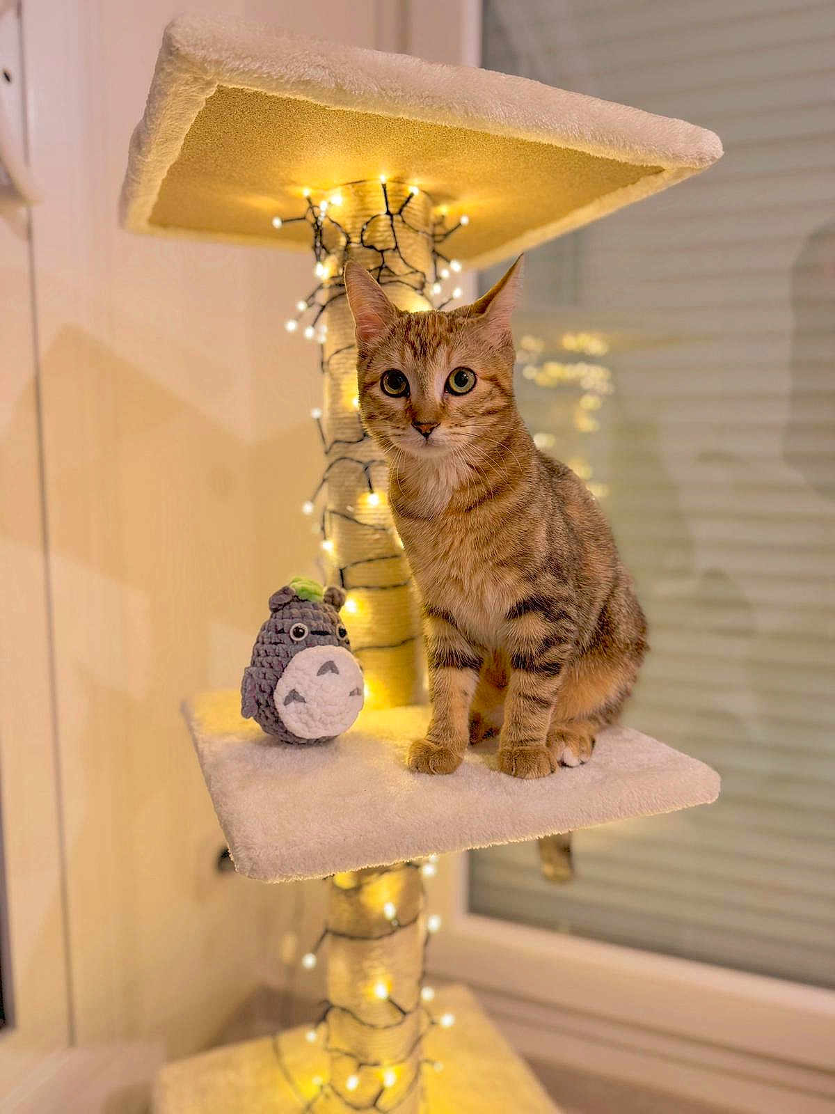 Fudgi a rejoint le concours — aidez-le/la à gagner de superbes lots ! cat, tabby_cat, cat_tree, fairy_lights, indoor, toy, knitted_toy, totoro, pet, feline, warm_lighting, window, curious, sitting, cozy, decor, houseplant_shadow, furniture, animal, cute