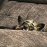 animal, brown, comfy, couch, cozy, cute, dog, ears, fluffy, furniture, home, indoor, lazy, pet, relaxed, resting, sleeping, snout, texture, tongue_out