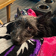 Toby is registered to the contest to win money with this photo: dog, pet, blanket, fuzzy, cozy, indoor, living_room, wooden_table, recliner, fur, brown_eyes, close_up, resting, cute, small_dog, comfort, texture, relaxation, snuggle, household