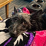 blanket, brown_eyes, close_up, comfort, cozy, cute, dog, fur, fuzzy, household, indoor, living_room, pet, recliner, relaxation, resting, small_dog, snuggle, texture, wooden_table