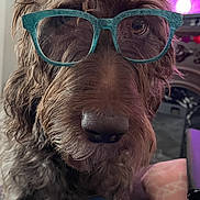 Cocoa is registered to the contest to win money with this photo: accessory, brown_fur, close_up, colorful_lights, couch, cute, dog, eyewear, furry, glasses, headshot, indoor, living_room, nose, nostrils, pet, portrait, sitting, tv_screen, whiskers