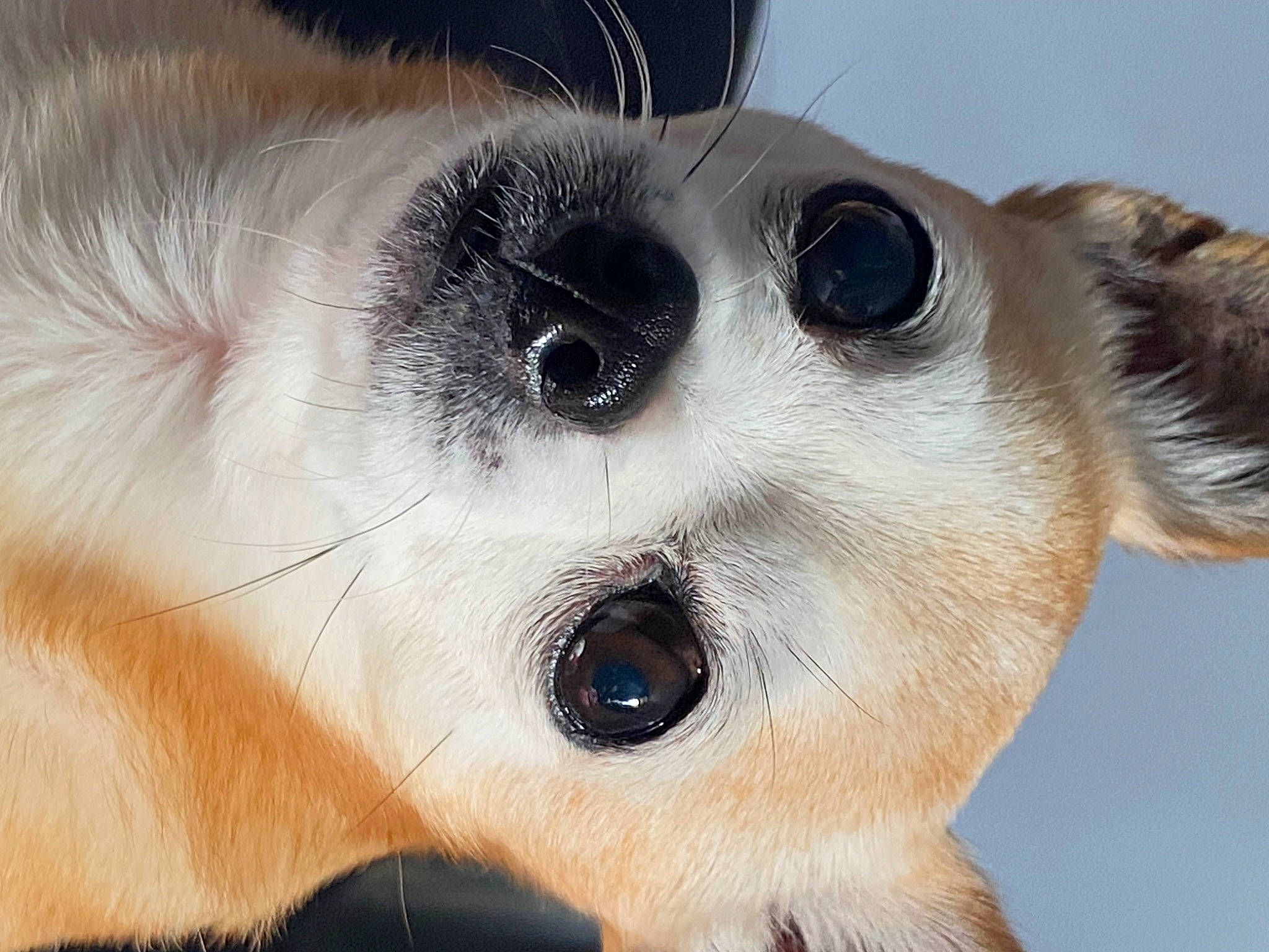 Gizmo is registered to the contest to win money with this photo: canidae, carnivore, close_up, dog_breed, ear, eye, eyelash, fawn, felidae, fur, head, human_body, iris, no_expression, nose, small_to_medium_sized_cats, snout, terrestrial_animal, whiskers, wildlife