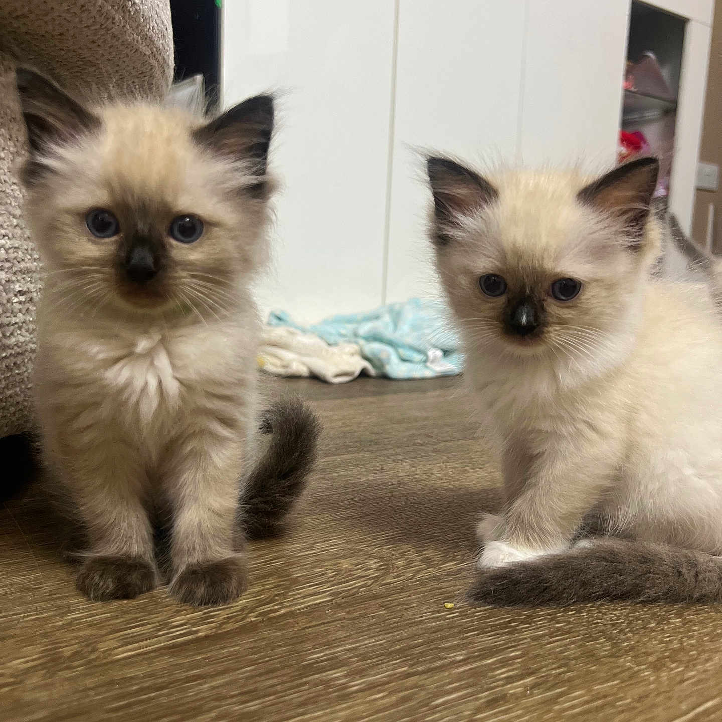 Lola And George is registered to the contest to win money with this photo: animal, blanket, cat, curious, cute, domestic, ears, floor, fur, furniture, indoor, kitten, pet, sitting, small, soft, tail, whiskers, wooden_floor, young