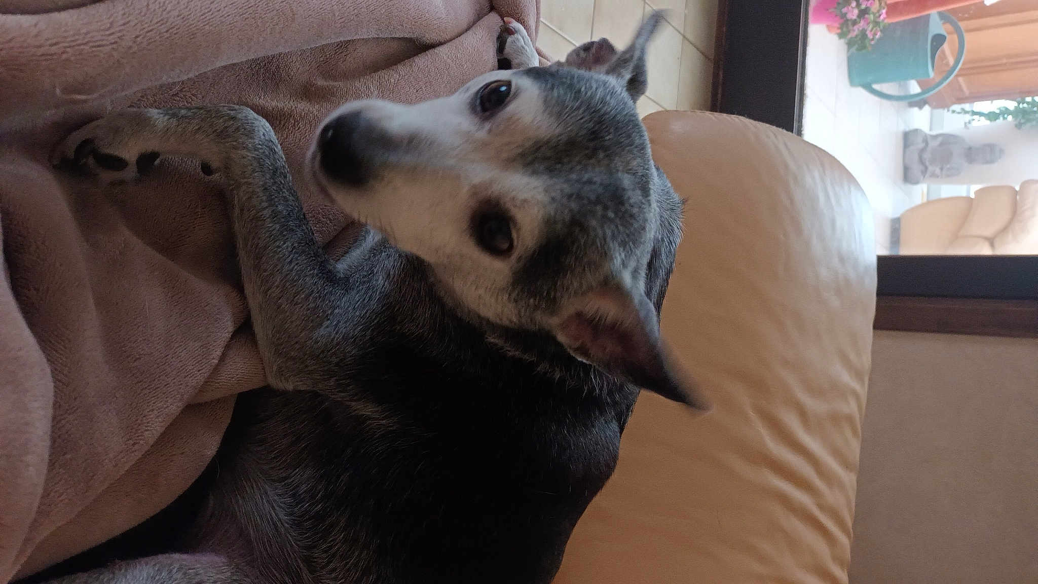 Laika