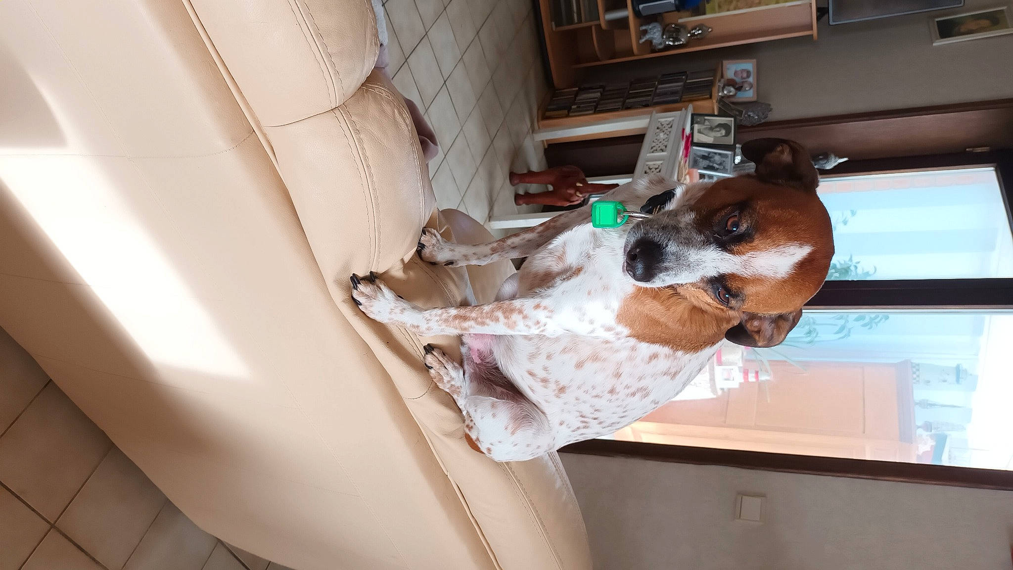 Happy a rejoint le concours — aidez-le/la à gagner de superbes lots ! car_seat, carnivore, collar, comfort, companion_dog, dog, dog_breed, door, fawn, flooring, hardwood, interior_design, pet_supply, sporting_group, television, vehicle, vehicle_door, window, wood, working_animal