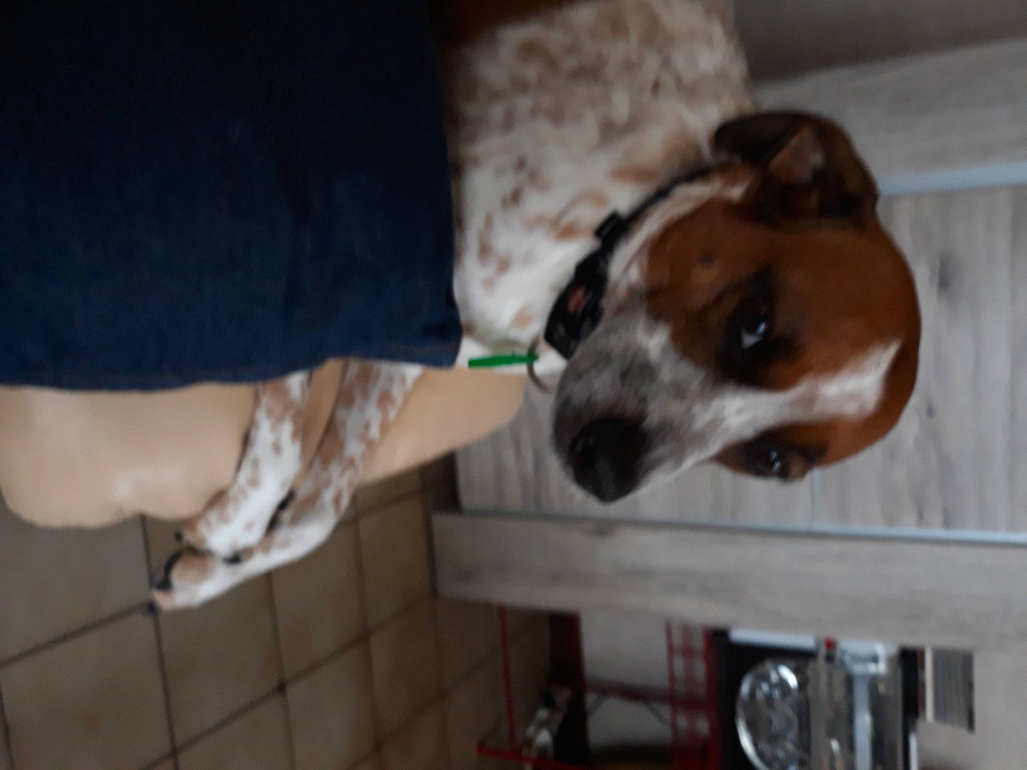 Happy a rejoint le concours — aidez-le/la à gagner de superbes lots ! canidae, carnivore, collar, companion_dog, dog, dog_breed, fawn, foot, human_leg, metal, non_sporting_group, pet_supply, snout, sporting_group, terrestrial_animal, working_animal