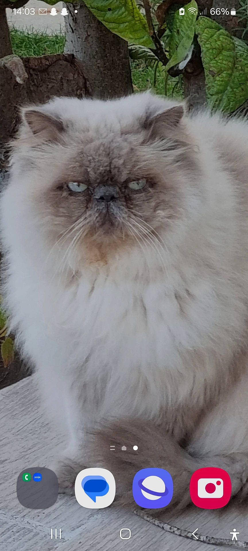 Caline participe au concours pour gagner de l'argent avec cette photo : animal, blue_eyes, cat, close_up, feline, fluffy, garden, grumpy_expression, leaves, long_hair, outdoor, persian_cat, pet, portrait, sitting, smartphone_screenshot, tree, vertical_photo, whiskers, white_fur