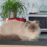 Caline participe au concours pour gagner de l'argent avec cette photo : cat, fluffy, long_hair, persian_cat, pet, animal, face, eyes, ears, whiskers, fur, cream_color, brown, sitting, lounging, indoor, kitchen, countertop, microwave, houseplant
