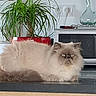 cat, fluffy, long_hair, persian_cat, pet, animal, face, eyes, ears, whiskers, fur, cream_color, brown, sitting, lounging, indoor, kitchen, countertop, microwave, houseplant