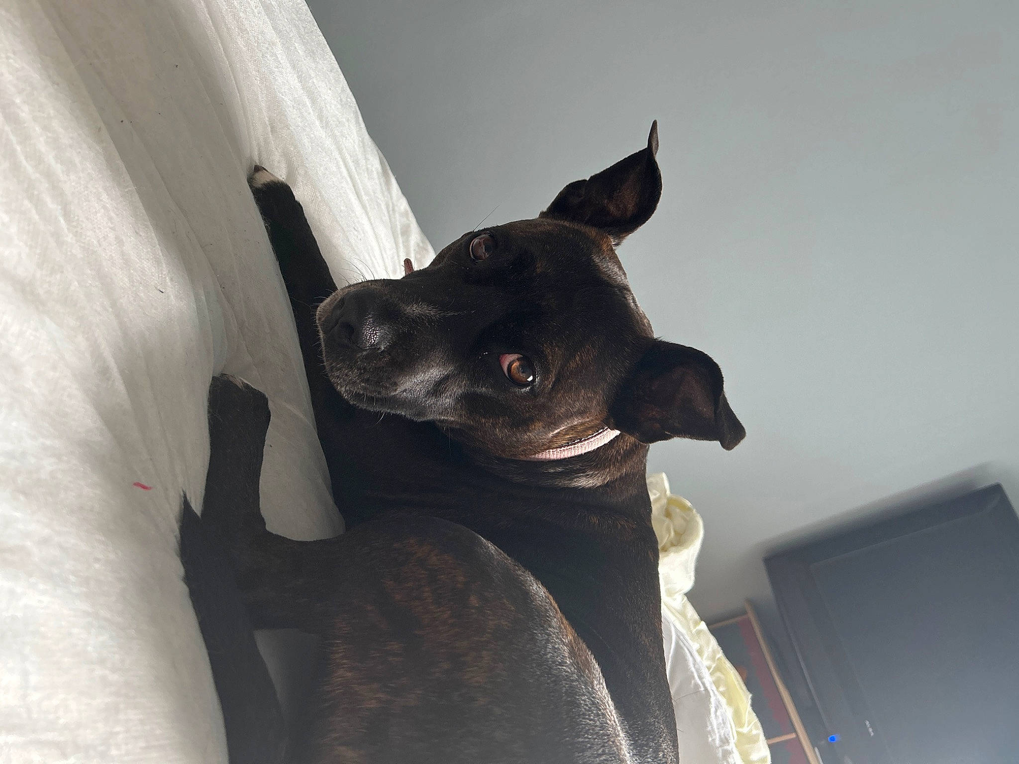 Kiki joined the competition — help win amazing prizes! canidae, carnivore, collar, comfort, companion_dog, dog, dog_breed, dog_collar, ear, fawn, felidae, grey, guard_dog, sculpture, small_to_medium_sized_cats, snout, sporting_group, toy_dog, whiskers, working_animal