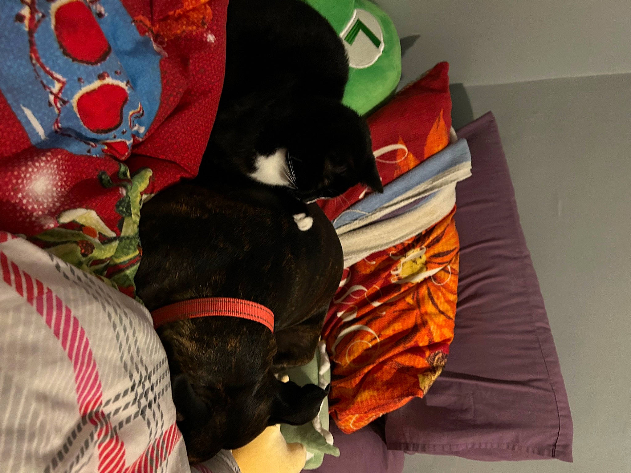 Kiki is registered to the contest to win money with this photo: bag, bed, bedding, carmine, carnivore, cat, comfort, domestic_short_haired_cat, felidae, fur, linens, orange, pattern, plaid, room, small_to_medium_sized_cats, tail, tartan, whiskers, wood