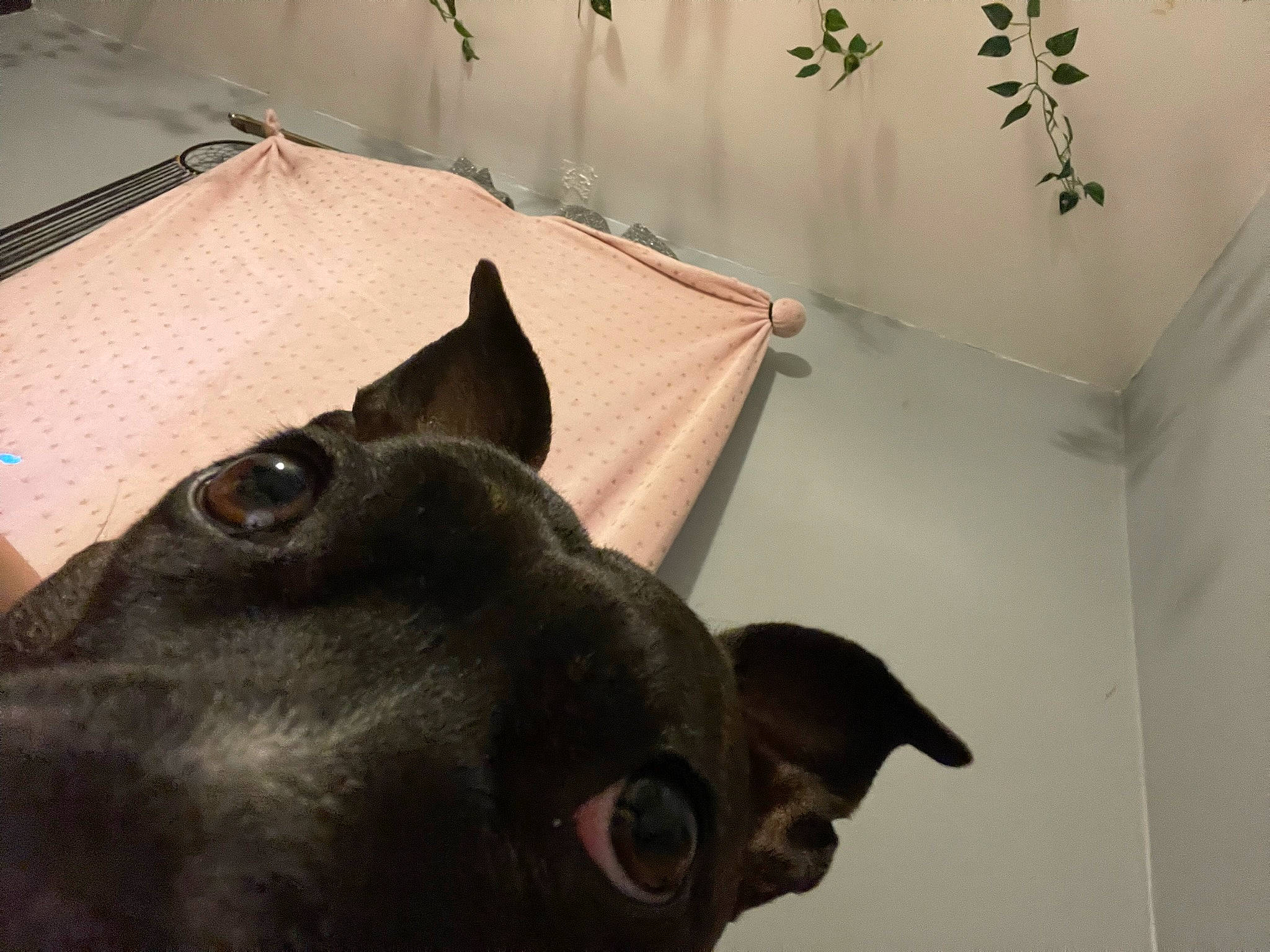 Kiki joined the competition — help win amazing prizes! canidae, carnivore, companion_dog, dog, dog_breed, ear, fawn, felidae, fur, guard_dog, mammal, pet_supply, small_to_medium_sized_cats, snout, sporting_group, tail, terrestrial_animal, vertebrate, whiskers, working_animal