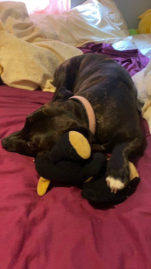 Kiki is registered to the contest to win money with this photo: borador, canidae, carnivore, comfort, companion_dog, dog, dog_breed, dog_supply, fawn, fur, guard_dog, linens, liver, nap, pet_supply, snout, sporting_group, tail, terrestrial_animal, working_animal