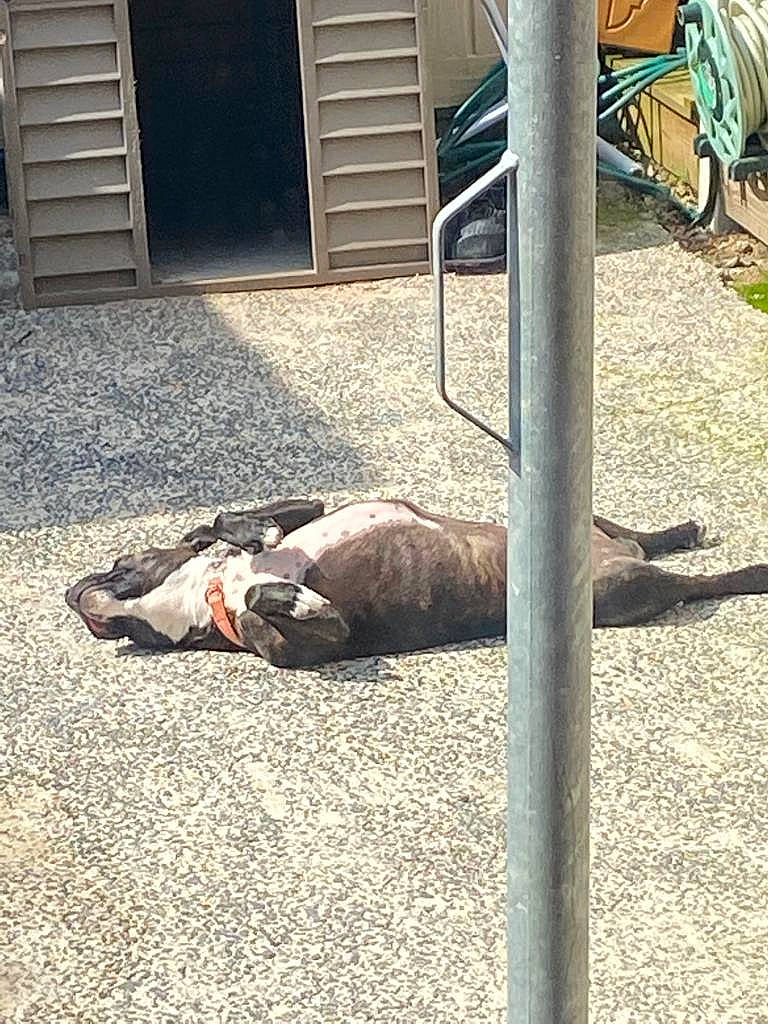 Kiki joined the competition — help win amazing prizes! asphalt, canidae, comfort, fawn, felidae, flooring, fur, grass, mammal, road, road_surface, shadow, sidewalk, small_to_medium_sized_cats, snout, sporting_group, tail, tints_and_shades, vertebrate, wood